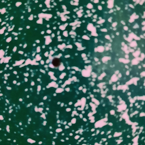 Partridge Family- A Partridge Family Christmas Card, Vinyl LP, 1971 - Picture 9 of 9